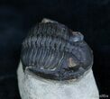 Bargain Metacanthina (Asteropyge) Trilobite #2080-1